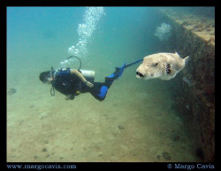 Diver swimming near a really big puffer fish - near the T... by Margo Cavis 